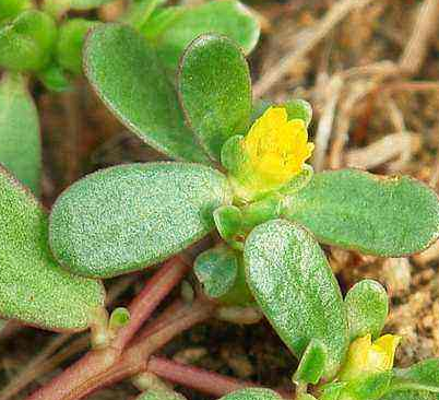 全自动阴道分泌物香蕉国产精品厂家谈野菜有利于“消炎杀菌”