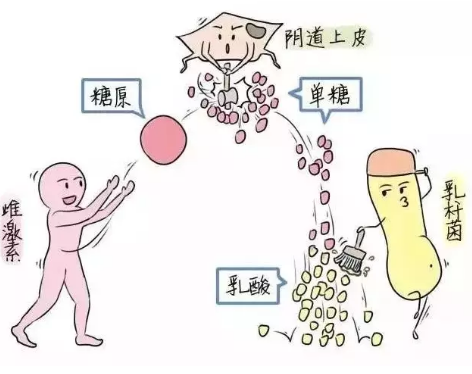 微生态成人香蕉网站入口厂家教您如何观察分泌物样本性状
